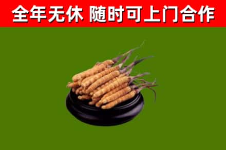 东区烟酒回收冬虫夏草.jpg